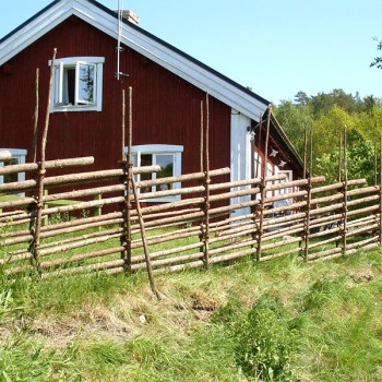Aila31